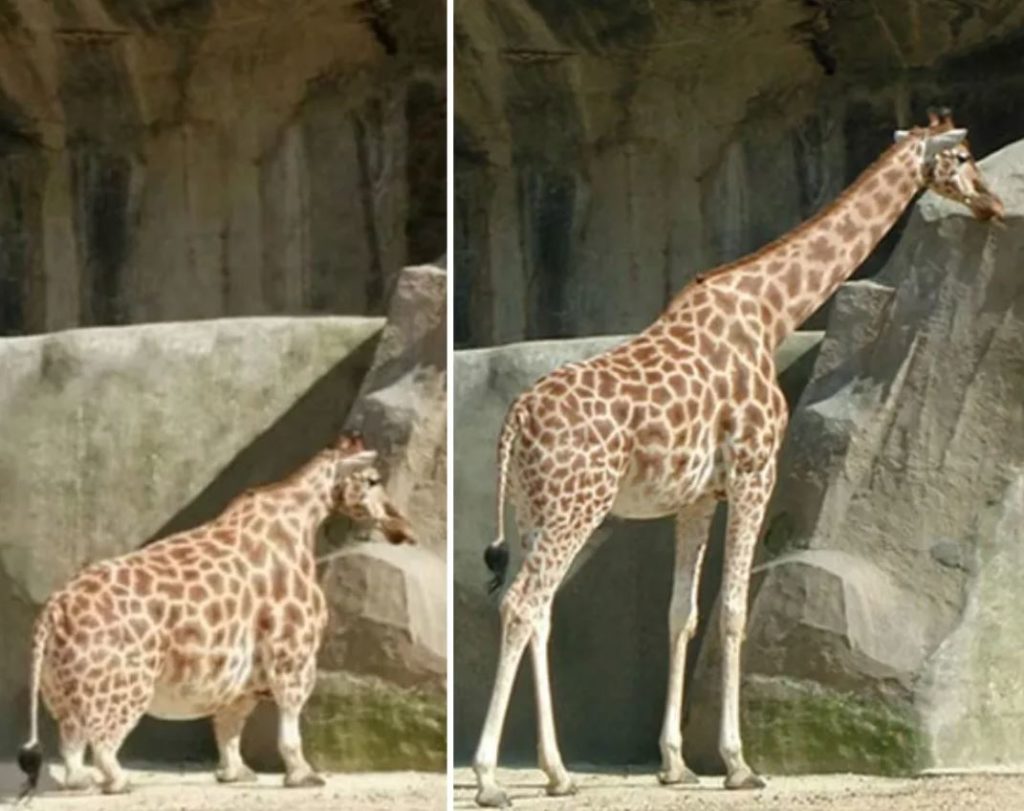 giraffe