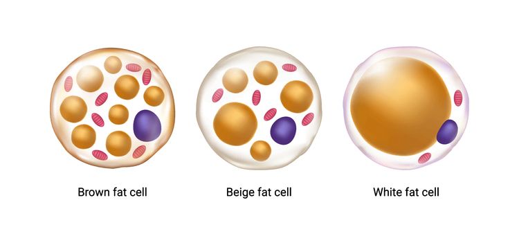 How To Build Brown And Beige Fat To Boost Metabolism - Healthdish