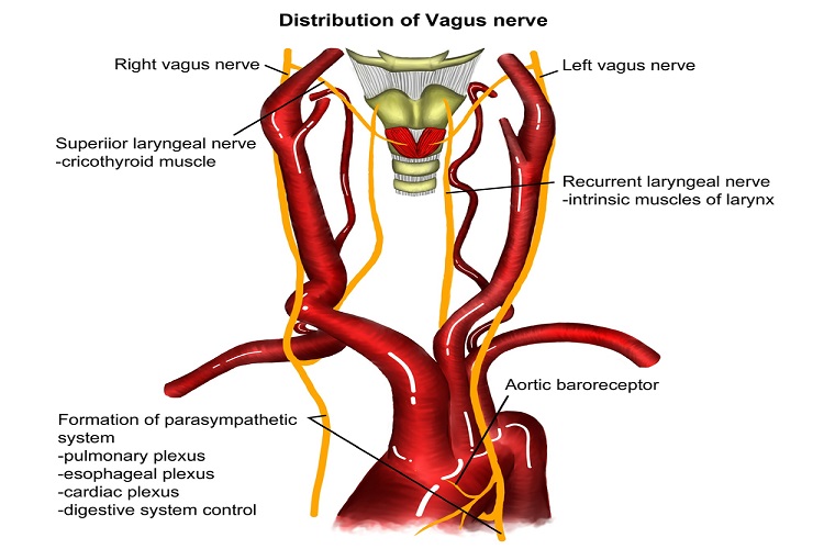 The Vagus Nerve