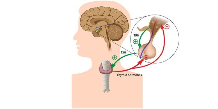 Illustration of thyroid gland function